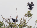 Cormorant – Kormoran